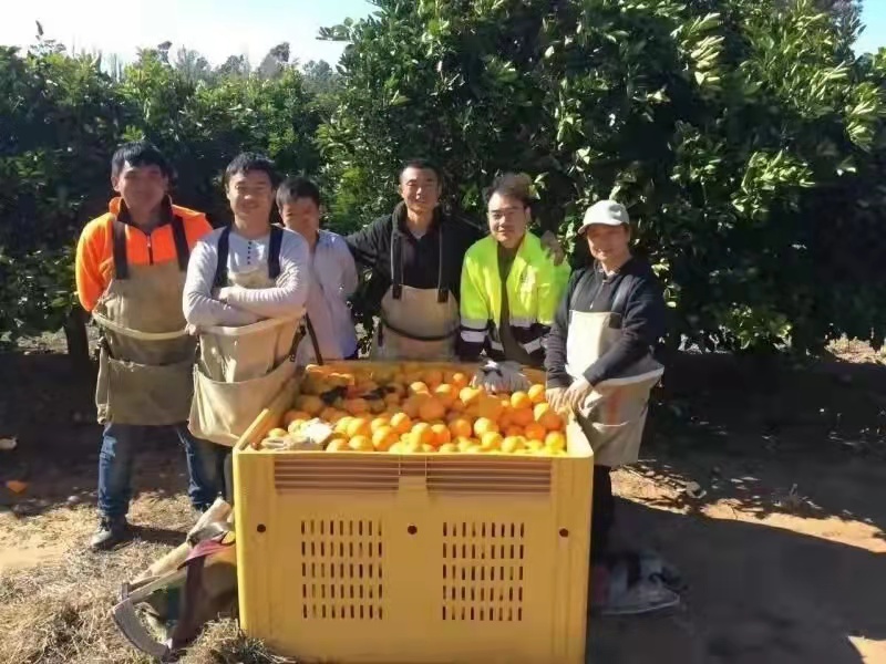 办理出国劳务搬运工采摘工蔬菜种植工雇主担保月薪3万-安庆