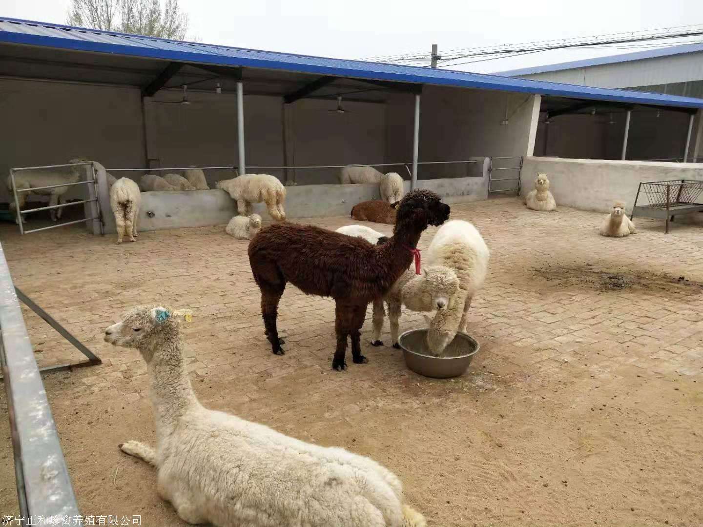 （2022）已更新安庆市桐城市羊驼养殖场批发价格